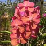 Vanda Orchid Combo