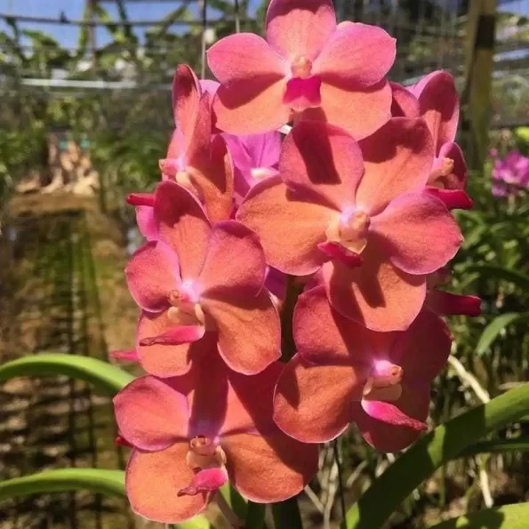 vanda-combo-1