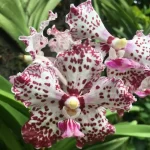 Vanda Orchid Combo