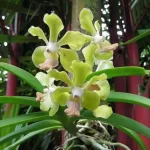 Vanda Orchid Combo