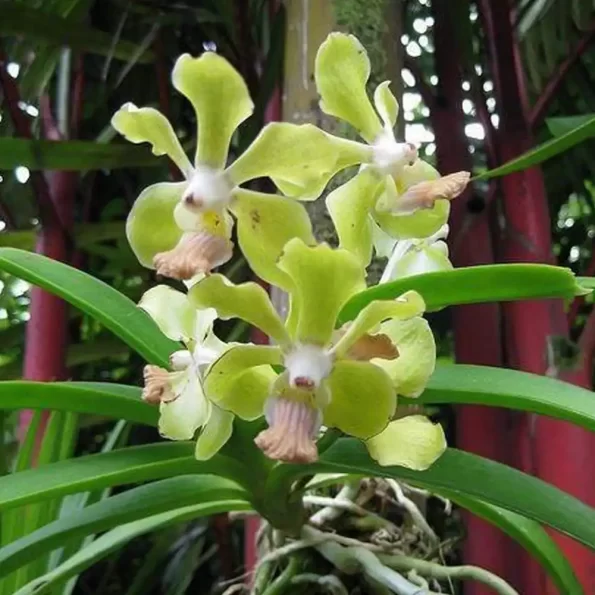 vanda-combo-3