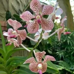 Vanda Orchid Combo