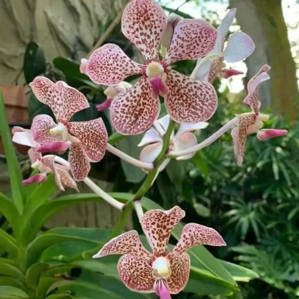 vanda-combo-4