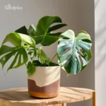 Monstera_Epipremnum_Albo 1