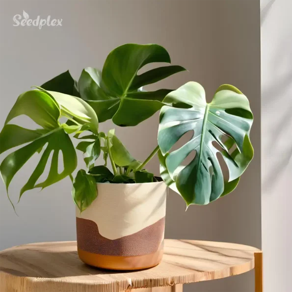 Monstera Epipremnum Albo