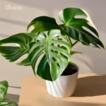 Monstera_Epipremnum_Albo 1