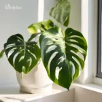 Monstera_Epipremnum_Albo 1