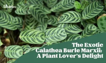 The Exotic Calathea Burle Marxii: A Plant Lover's Delight