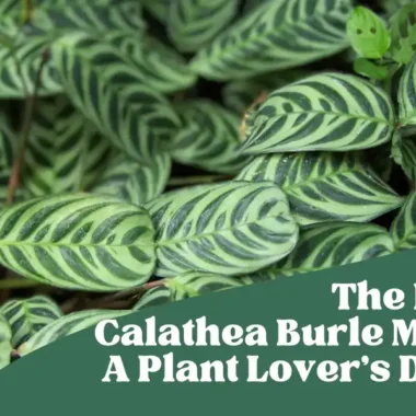 Calathea Ornata: A Tropical Plant for Your Home