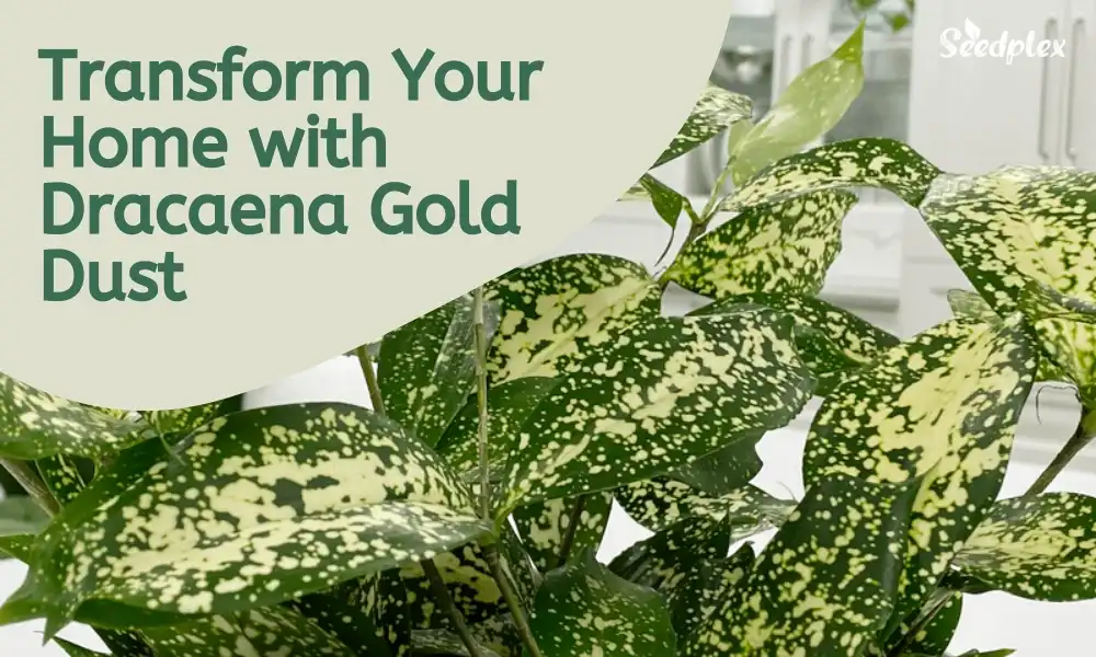 Transform Your Home with Dracaena Gold Dust