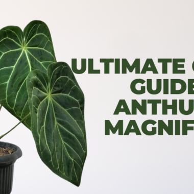 The Exotic Calathea Burle Marxii: A Plant Lover’s Delight