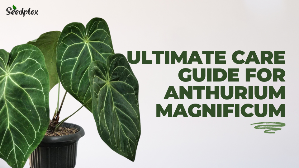 Ultimate Care Guide for Anthurium Magnificum