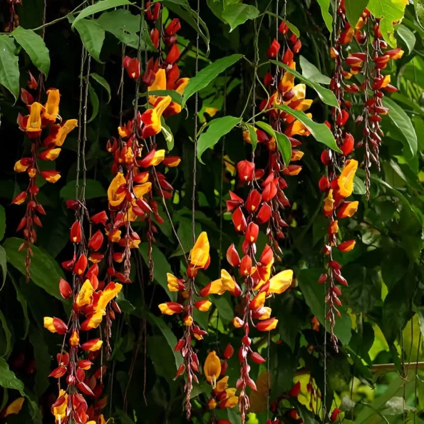 Thunbergia mysorensis