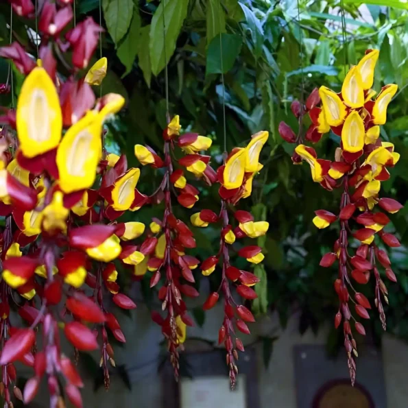 Thunbergia mysorensis