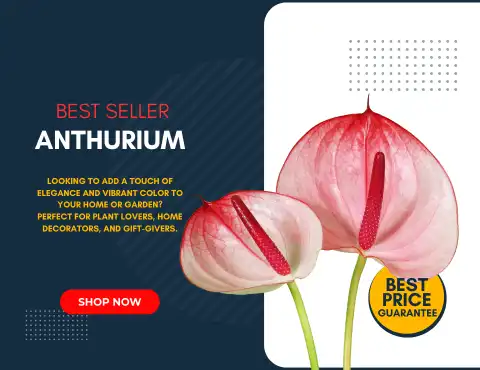 anthurium